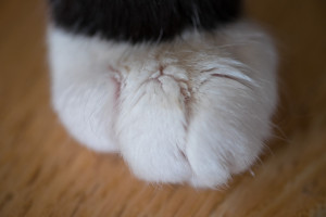 Bob's Paw Blog