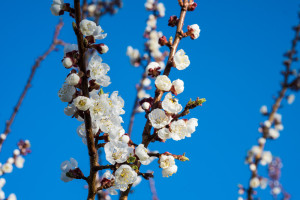 Flowers = Apricots