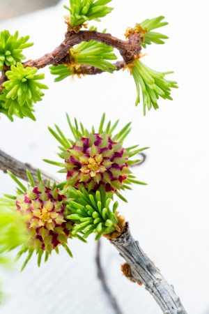 Macro Larch Studies